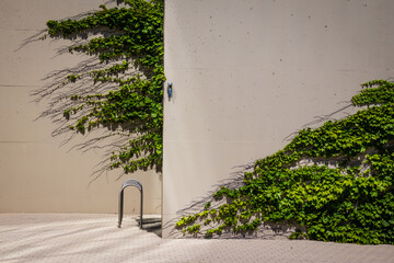 Ivy Growing on Architectural Facade. Emergence of Nature on Man-Made Construction.