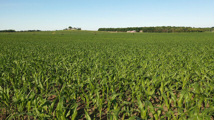 Fototapeta na wymiar Aerial view of american countryside landscape. Farm, corn field. Rural scenery, farmland. Sunny daytime, spring summer season 