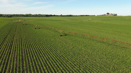 Aerial view of american countryside landscape. Farm, corn field. Rural scenery, farmland. Sunny daytime, spring summer season 