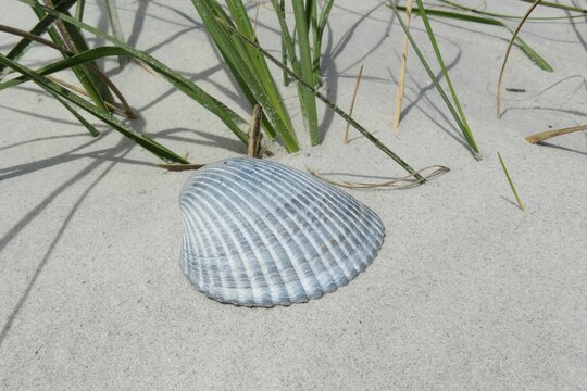 Blue seashell on sand dunes in Atlantic coast of North Florida, closeup