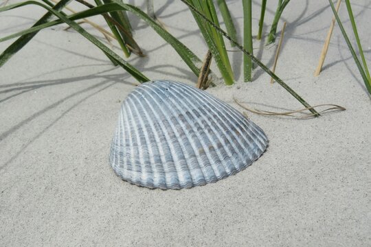 Blue Seashell On The Florida Beach On Dunes