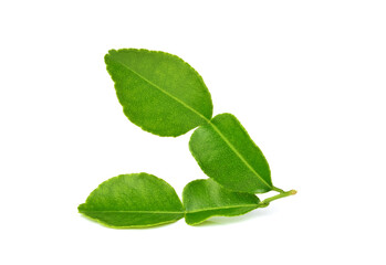 Naklejka na ściany i meble Kaffir lime leaves or bergamot leaf on white background