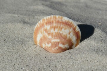 Beautiful orange seashell on sand background in Florida beach, closeup