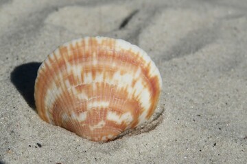 Beautiful seashell on the sand, closeup