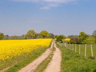 Weg durch Felder mit Rapsfeld in Schleswig-Holstein, Deutschland