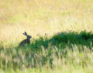 Obraz na płótnie Canvas Hare eating in the shadow of a tree in a meadow