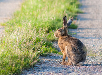 Rabbit hare sitting on a dirt road in the morning light