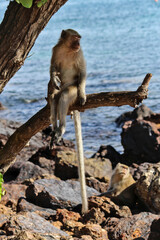 Long-tailed monkey sitting on a branch by the sea in Ko Lan, Chonburi province
