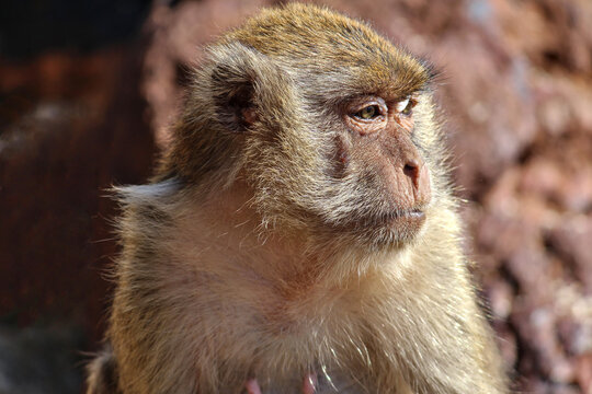 The monkey is sitting thinking about something or looking at something very interesting in front of him.
