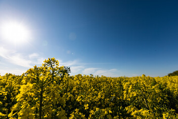 field of yellow flowers