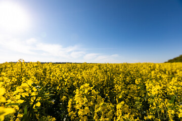 Fototapeta premium yellow