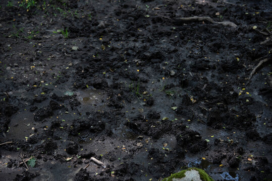 sfondo per risorse digitali lango e legno