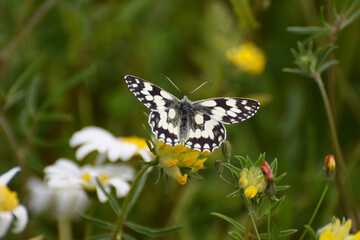 Marbled White Butterfly Melanargia galathea with wings open on yellow wild flowers