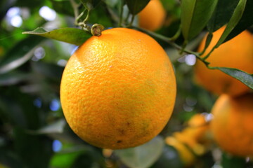 
A ripe orange hanging from the branch of the orange tree. In the background more fruits and leaves out of focus.