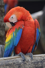 red and yellow macaw