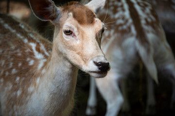 cerbiatti che mangiano le foglie in una riserva naturale