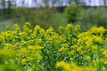 Obraz premium field of dandelions