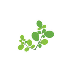Fototapeta na wymiar Moringa leaf Logo Template vector