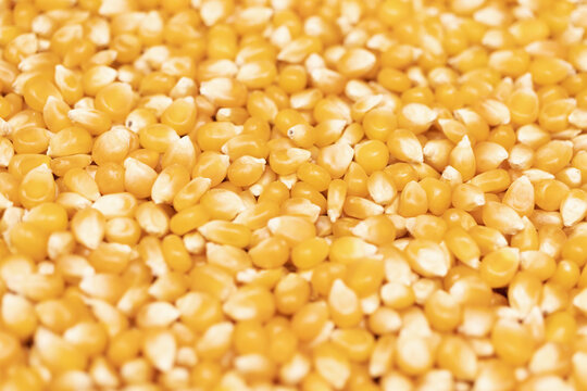 Closeup of popcorn kernels, macro view with a shallow depth of field