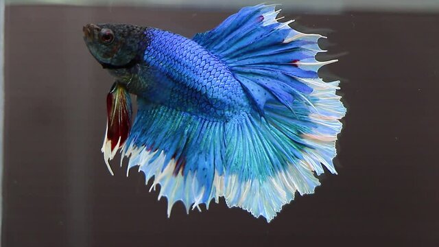 siamese fighting fish Rhythmic of Betta fish, siamese fighting fish betta splendens 