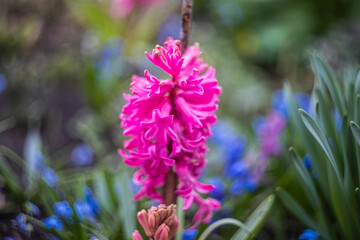 purple flowers in the garden