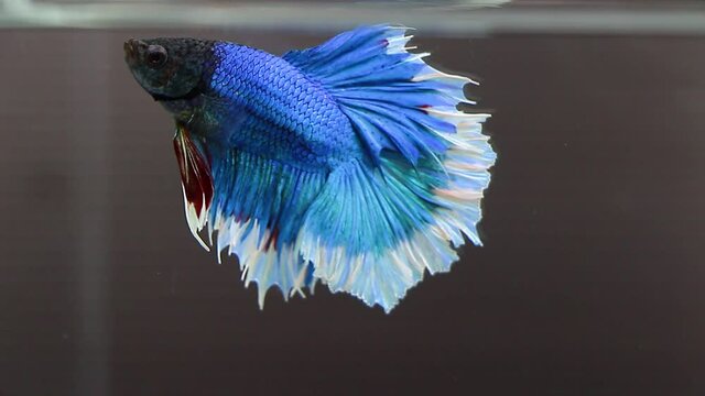 siamese fighting fish Rhythmic of Betta fish, siamese fighting fish betta splendens 