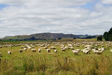 Fototapeta premium sheep flock on meadow.