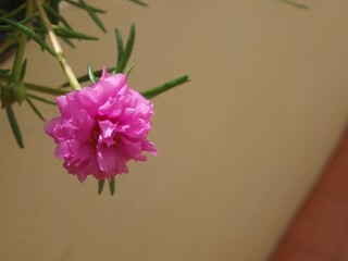 Conceptual creative image of single bright pink flower of Moss-rose purslane on a white wall background. Illustration with space for text. Picture for congratulation design. Close up, macro, isolated