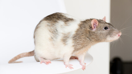 Domesticated laboratory two-colored rat at home on a chairs