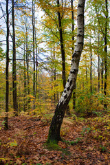 autumn in the woods in france