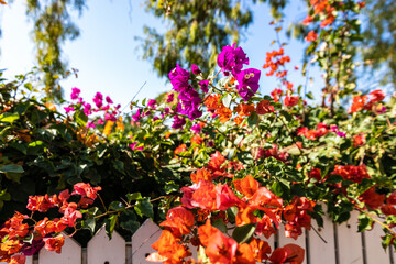 red and yellow flowers