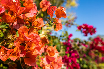 red and yellow flowers