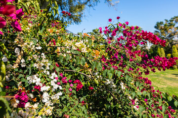 flowers in the park