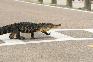 A gator strides across a causeway using the crosswalk.