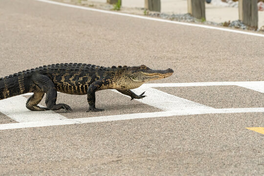 A gator strides across a causeway using the crosswalk.