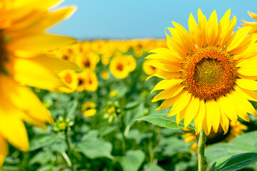 Sunflower natural background. Beautiful landscape with yellow sunflowers against the blue sky. Sunflower field, agriculture, harvest concept. Sunflower seeds, vegetable oil. Wallpaper with sunflower