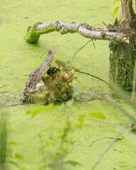 An alligator repositions a crawdad in its mouth.