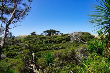 North West Nelson Conservation Park blue sky - South Island.