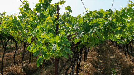 Fototapeta na wymiar the beauty of grape farm in maharashtra