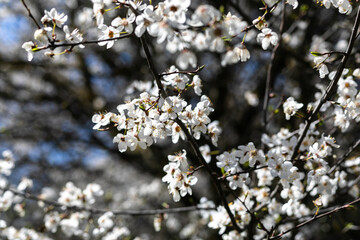blooming cherry tree