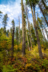 Fototapeta na wymiar Idaho Forest in Fall