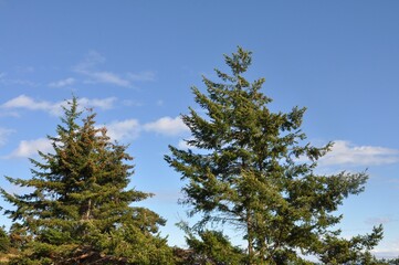 Fototapeta premium Canada6172020