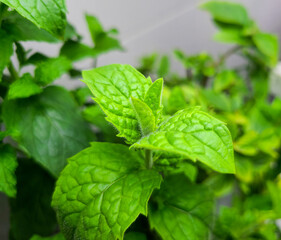 Close up view of growing mint herb plant