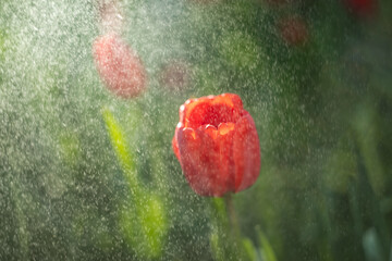 red poppy flowers