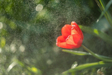red tulip in the rain