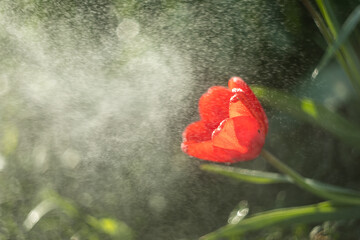 red poppy flower