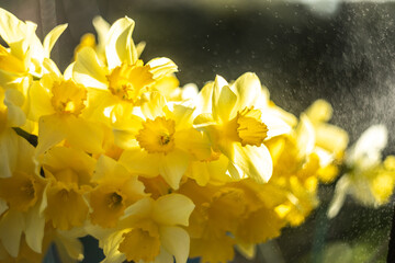 yellow daffodil flower