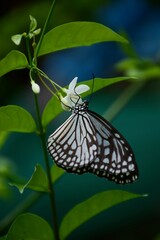butterfly on a flower