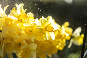 daffodils in spring