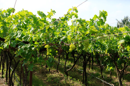 the beauty of grape farm in maharashtra